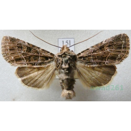 Tholera decimalis (Poda, 1761) Splotka perzanka Czech15l